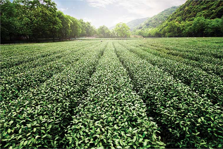 Green Tea Field