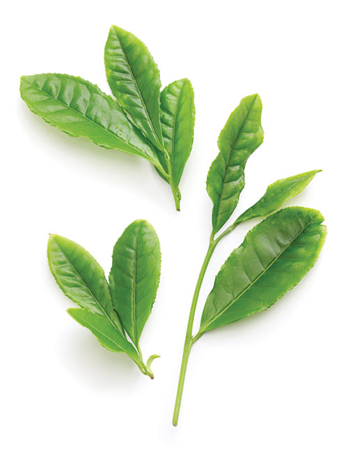 grean tea leaves